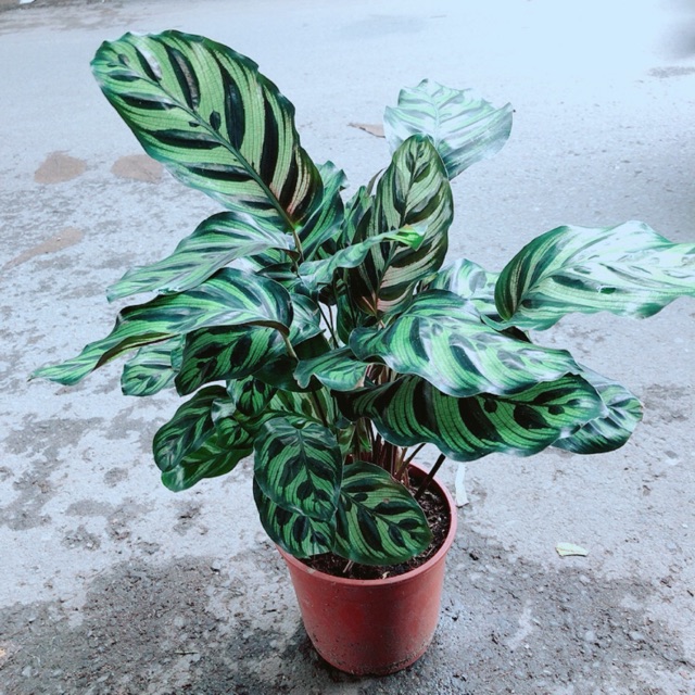 Đuôi Công Cốm