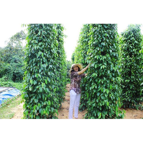 Cây giống Tiêu Trâu.