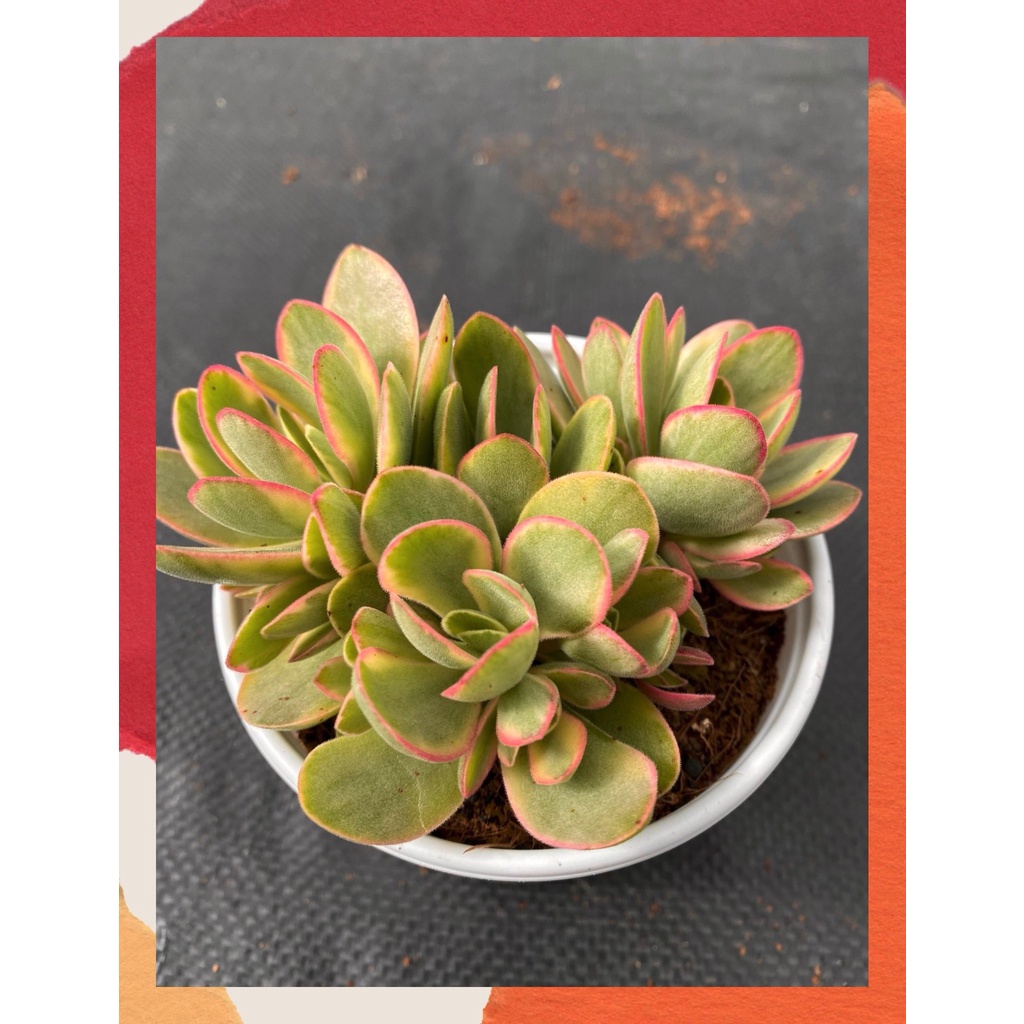 Sen đá bướm var mini Đà Lạt size trung bình cây cảnh trang trí nhà cửa Toro garden