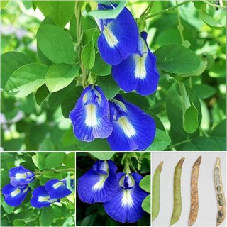20 Hạt giống hoa đậu biếc hoa cánh đơn