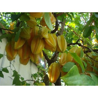 Cây giống khế ngọt- Trang trí sân vườn- Decor-Phong thuỷ-Cây hoa kiểng Đồng Tháp