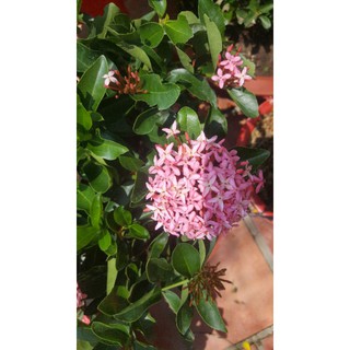 bông trang hồng phấn lá trung