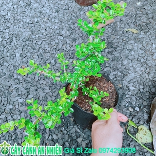 Cây Sam Núi Bonsai