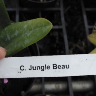 Cattleya siêu mini  Jungle Beau