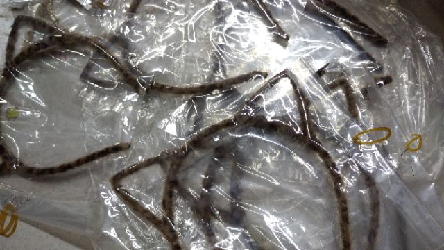 01 cây cài tóc tai mèo màu y hình