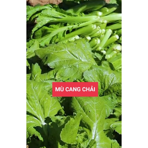Hạt giống rau cải mèo thuần chủng túi 20gr