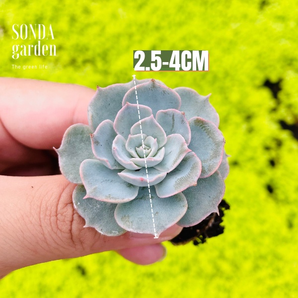 Sen đá hồng phấn SONDA GARDEN size mini 2.5-4cm, cây cảnh trang trí nhà cửa, lỗi 1 đổi 1