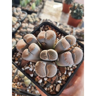 [VIP] Sen Mông, Lithops nhiều đầu
