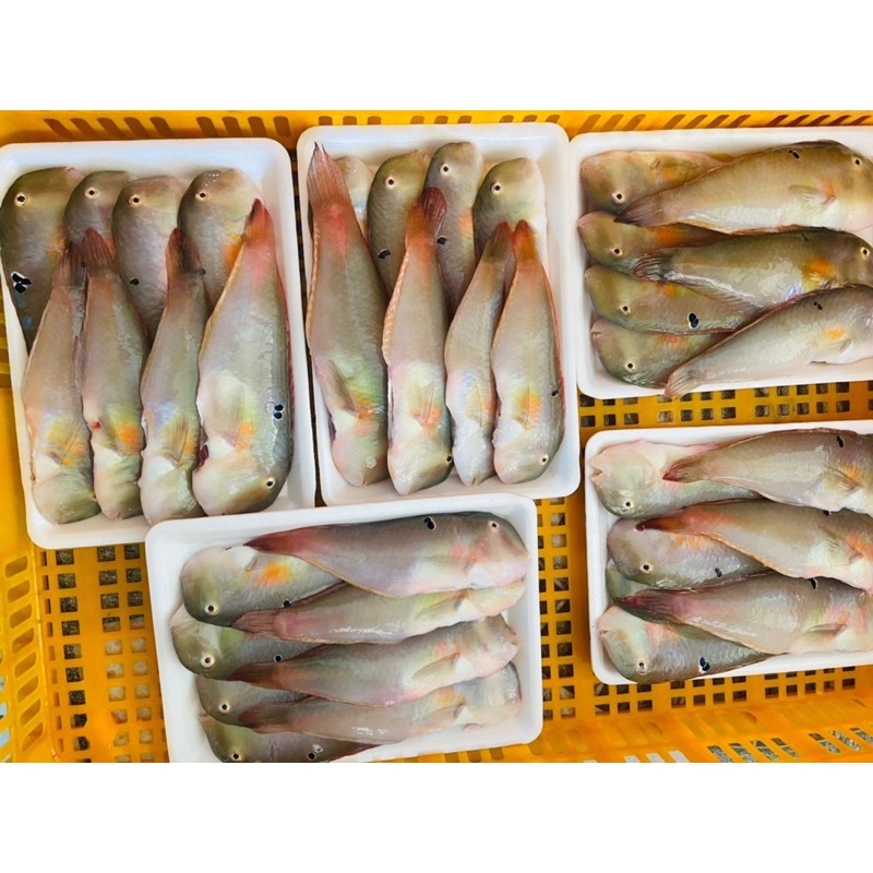 CÁ MÓ LÀM SẠCH SIZE LỚN (14-16 con)