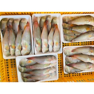 CÁ MÓ LÀM SẠCH SIZE LỚN (14-16 con)