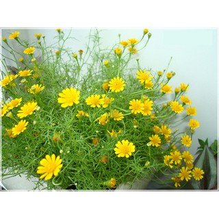 Hạt giống hoa Cúc Sao băng