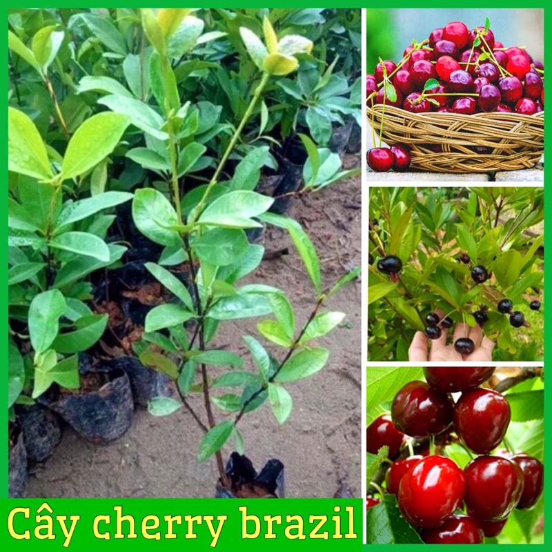 Cây cherry Brazil nhiệt đới dễ trồng chịu nhiệt tốt 1 năm ra quả