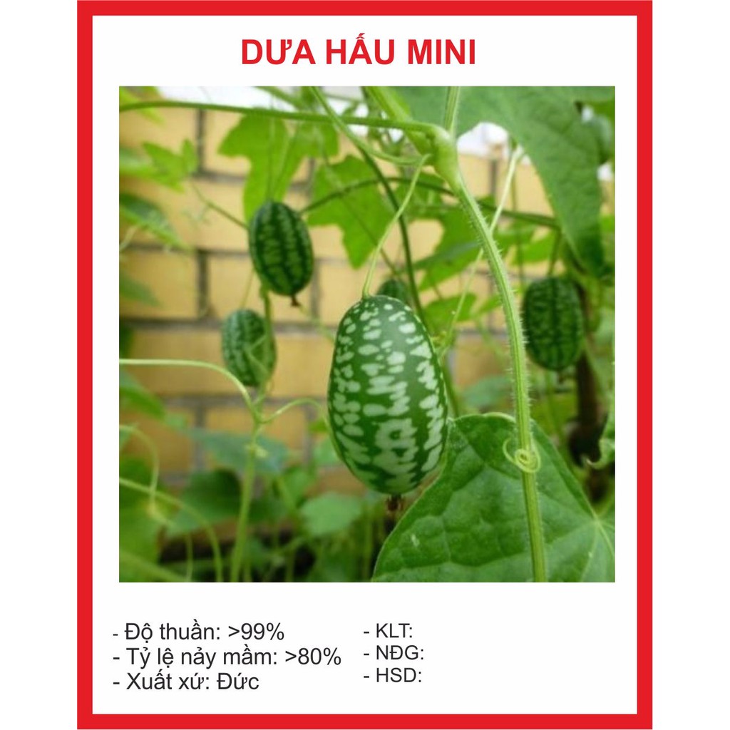 Hạt giống Dưa Hấu Mini 10 Hạt