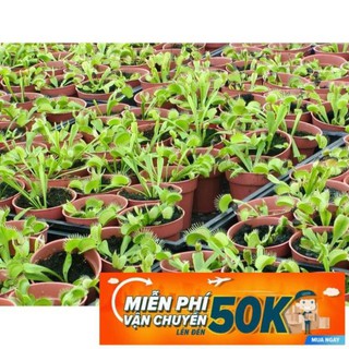 15 Hạt giống Cây bắt côn trùng (Bẫy kẹp) (tặng gói kích nẩy mầm và hướng dẫn)