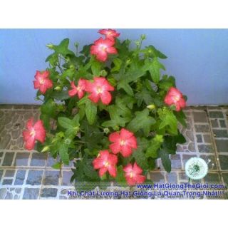 Hạt giống sâm bố chính