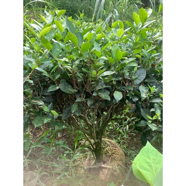 Cây chè xanh uống nước ảnh thật nặng 30kg_ CÂY RẤT NẶNG NÊN KHÁCH INBOX EM TRƯỚC KHI ĐẶT HÀNG NHÉ Ạ