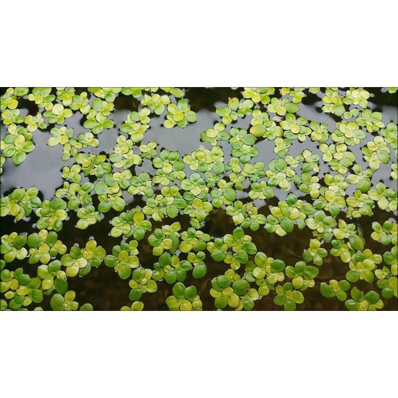 50 cây Bèo tía rễ đỏ | Bèo thủy sinh