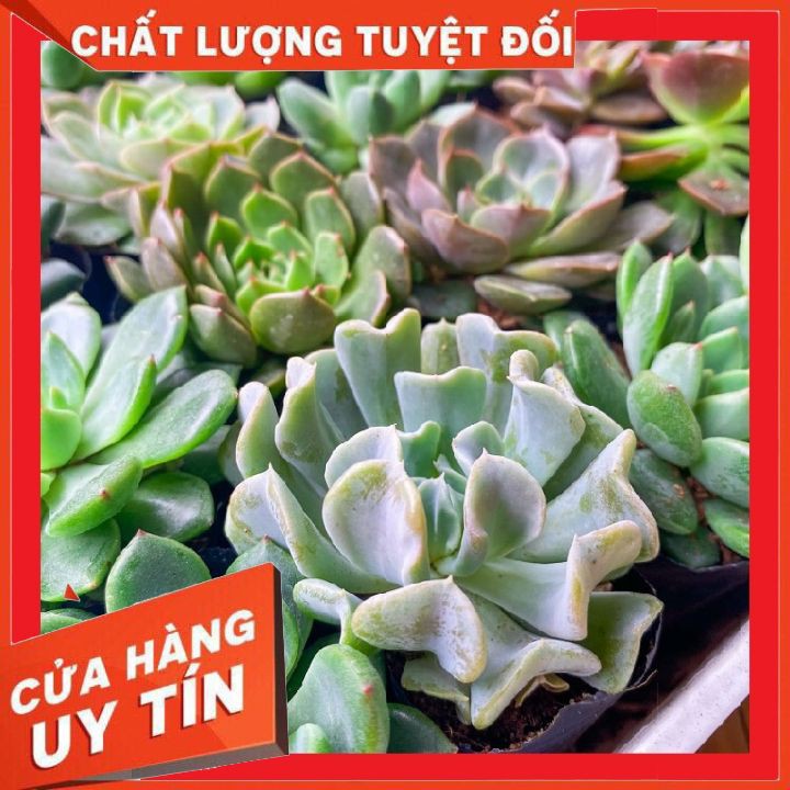 [Chọn mẫu] Sen đá size bầu 5-7cm ❌ FREE SHIP ❌ xuất xứ Đà Lạt, đã thuần khí hậu