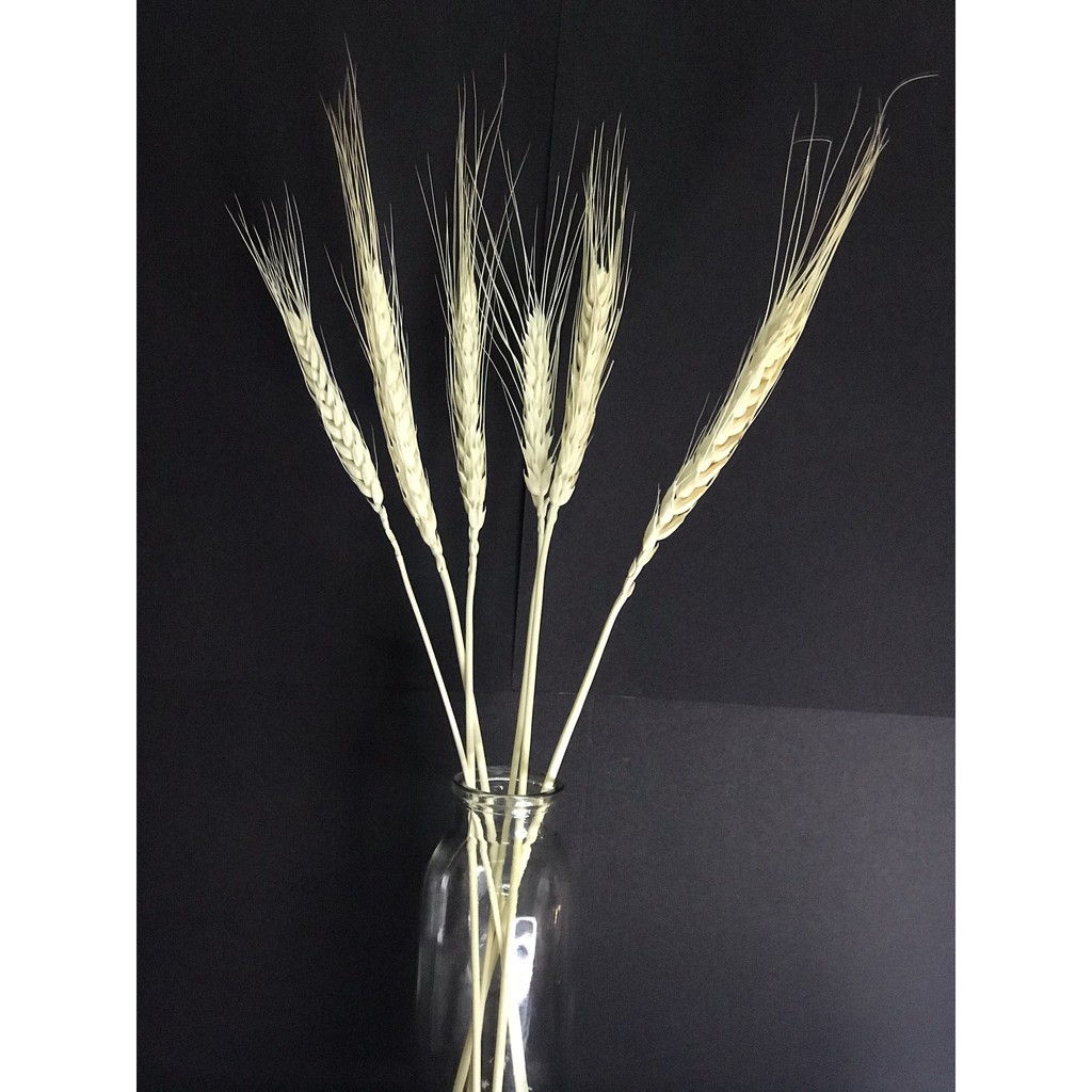 5 hoa lúa mạch khô trắng ❤️FREESHIP❤️ Hoa Lúa mạch khô ITALY retro vinatge, trang trí cưới