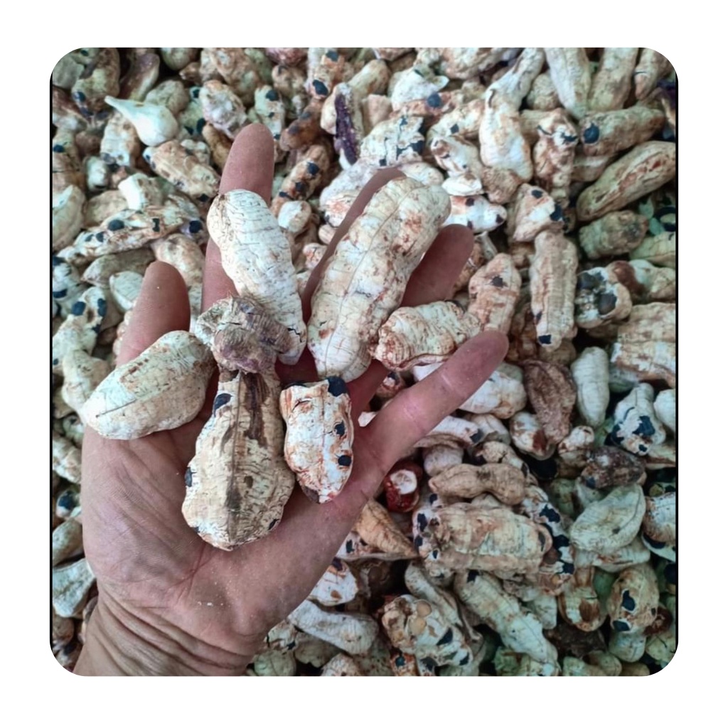 Chuối cô đơn ( chuối mồ côi ) loại 1, hàng mới hỗ trợ sỏi thận, tiểu đường túi 1KG | BigBuy360 - bigbuy360.vn