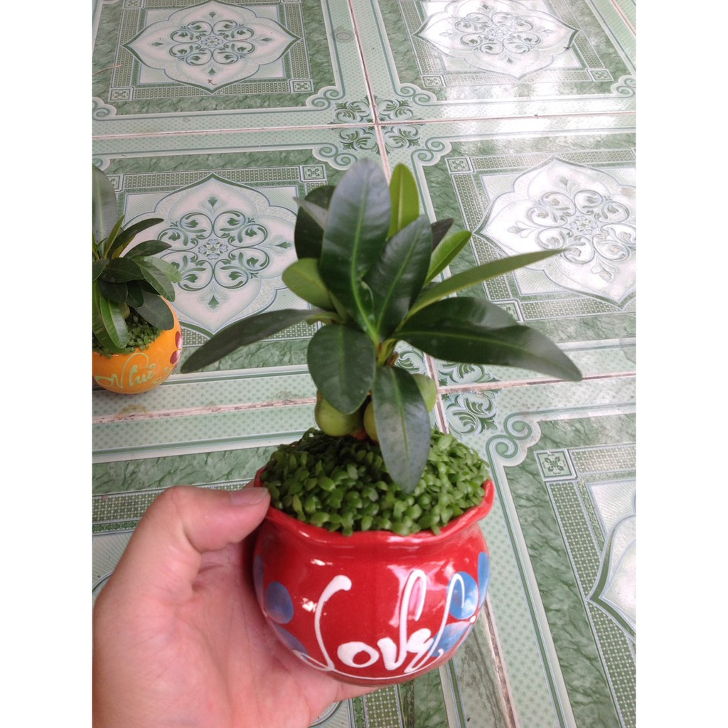 Caykiengsadec - Cây May Mắn - Cây cảnh mini để bàn