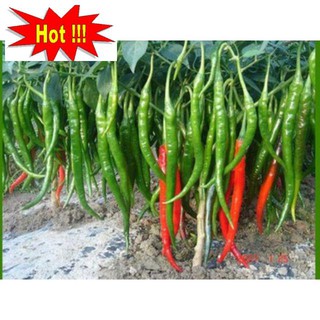 Hạt Giống Ớt hàn Quốc 30 Hạt
