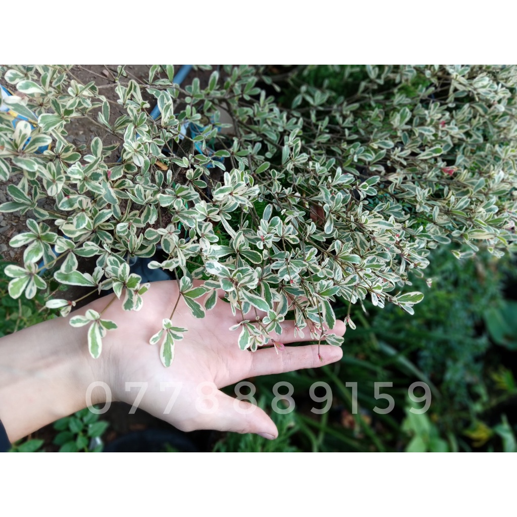 Cây bàng Đài Loan cẩm thạch 60-70cm