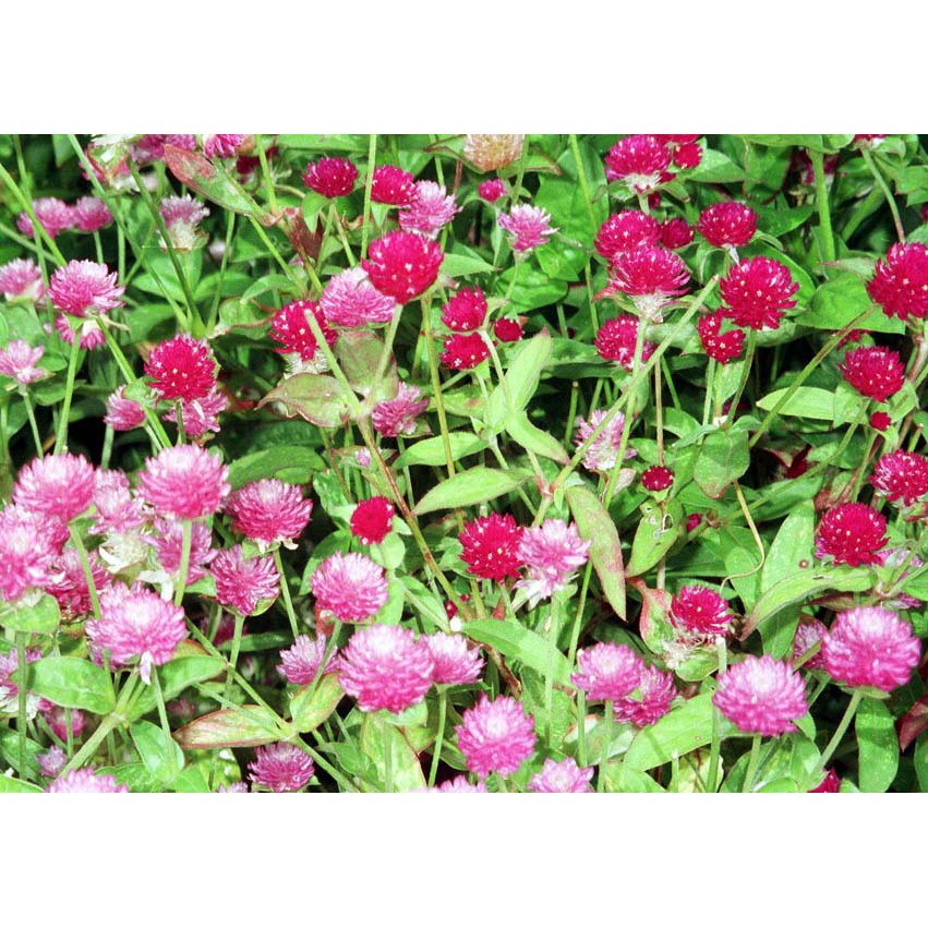 [GIÁ GỐC] Hạt Giống Hoa Cúc Bách Nhật mix - 50 hạt