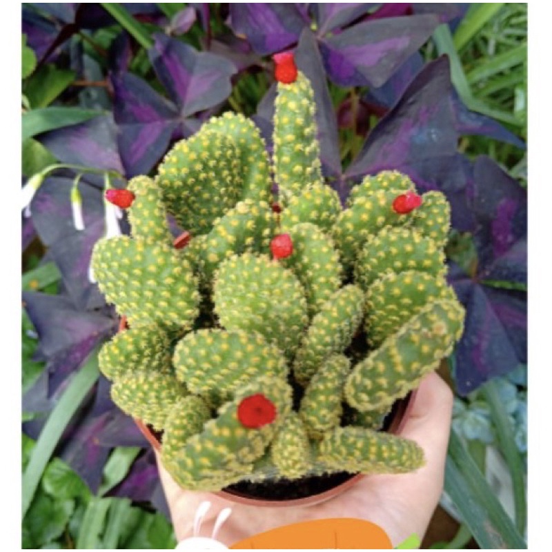 Cây xương rồng tai thỏ