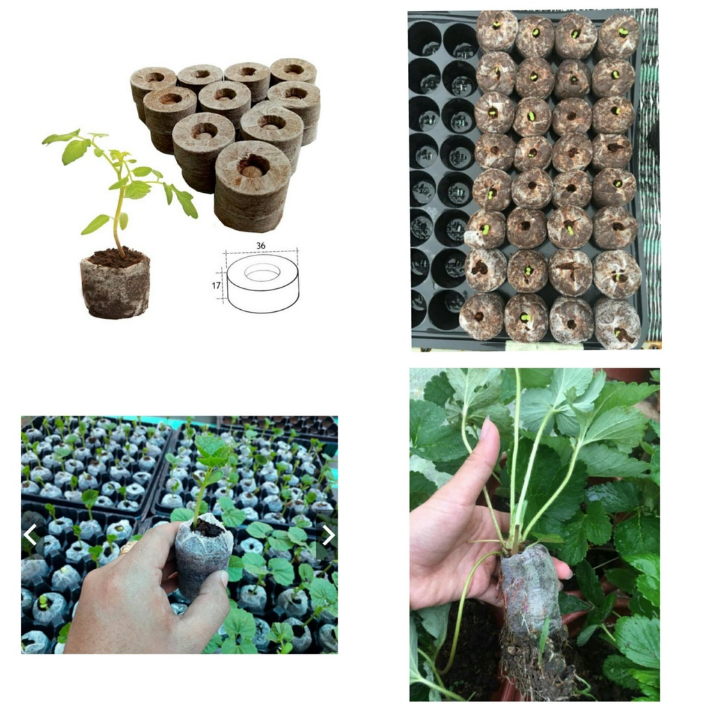 Combo khay và 50 viên nén xơ dừa ươm hạt_Kieufarm