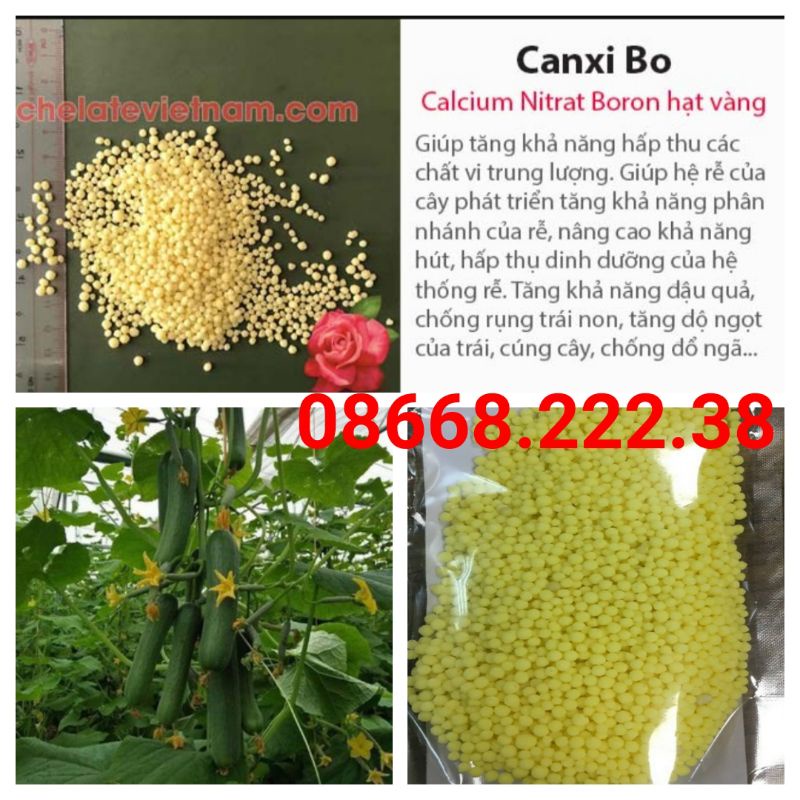 CANXIN BO TRỐNG NỨT TRÁI - ĐẬU QUẢ -CỨNG CUỐNG -TRỐNG RỤNG TRÁI NON( 500G )