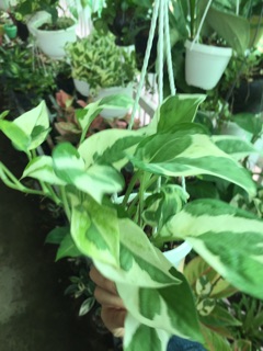 TRẦU BÀ CẨM THẠCH