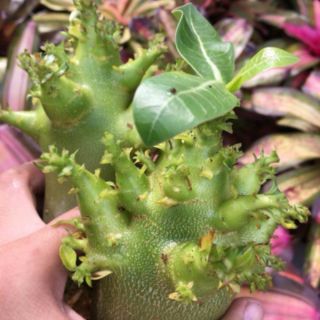 Gói 10 Hạt sứ thái Kim tự tháp