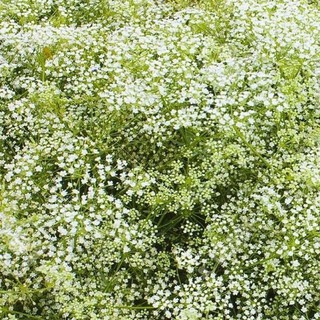 50h Hạt Giống Hoa Baby Breath Lâu Năm Bông Nhỏ luckyseed hạt siêu rẻ