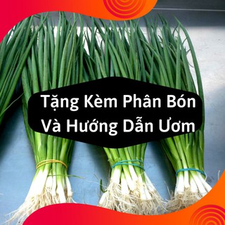 Combo 2 Gói Hạt Giống Hành Lá