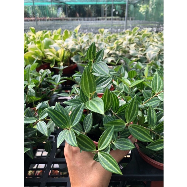 Peperomia Angulata Rocca Verde- Cây Bình An rũ