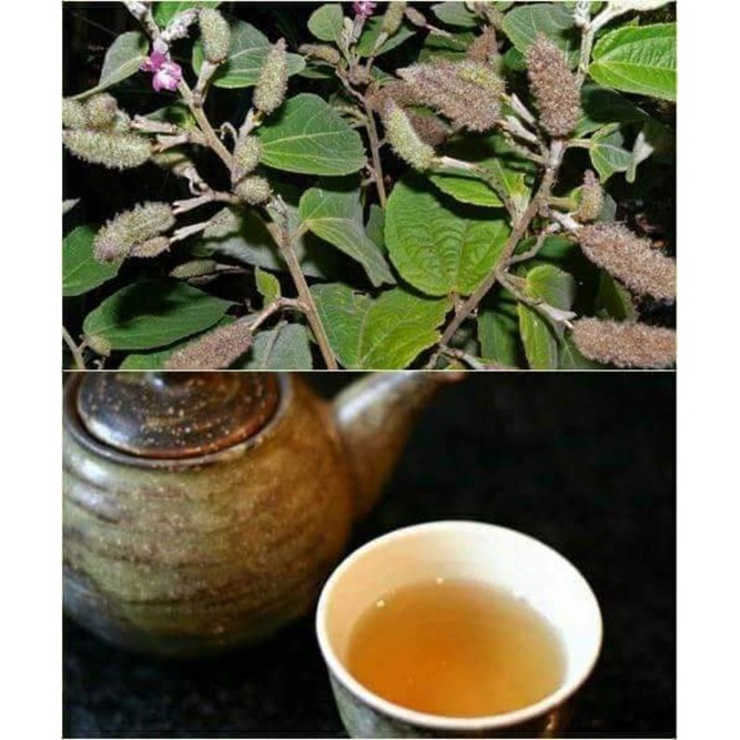 1 kg Cây an xoa khô  tím hàng nguyên thân🫒FREESIP