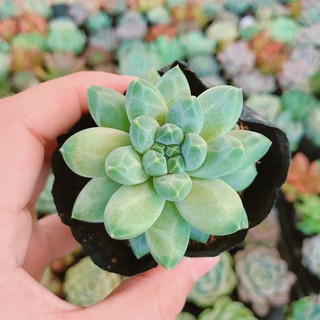 Sen đá Kim cương đẹp, khỏe, thuần khí hậu miền nam.