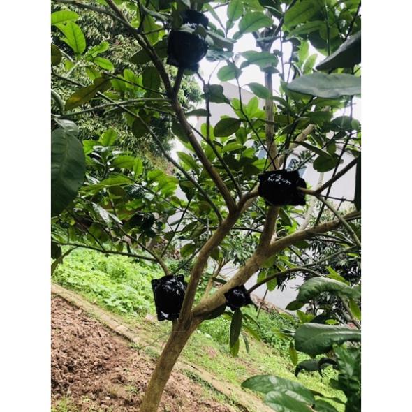 Bầu chiết cành cao cấp đủ kích thước, tăng khả năng ra rễ, chống úng cành chiết, tái sử dụng trên 5 năm