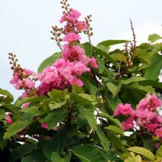 cây bằng lăng tím cao từ 50-100cm