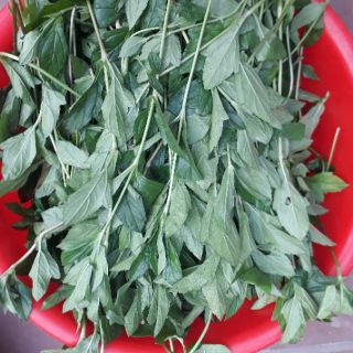 Cây giống sài đất