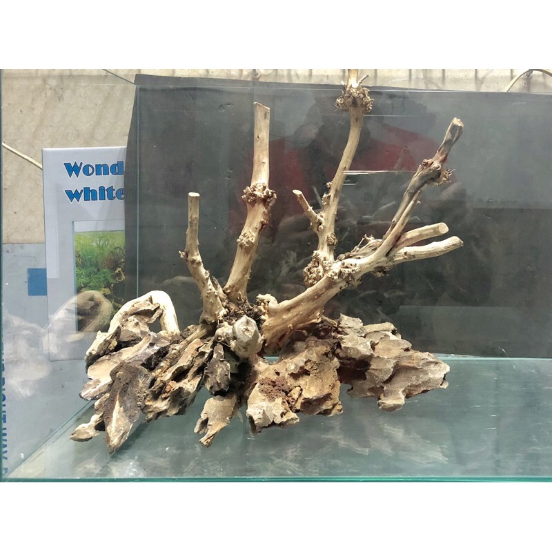 Lũa ghép bể cá 40cm