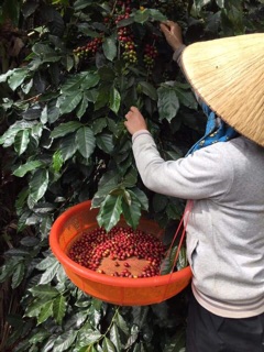 500g Cà Phê Rang Mộc 100% Nguyên Chất HANDMADE