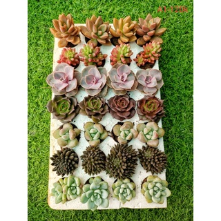 Sen đá mini mix ngẫu nhiên 28 cây khỏe đẹp