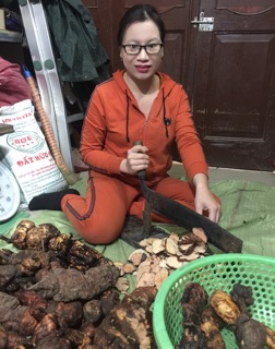 Hà thủ ô đỏ nhà làm 
