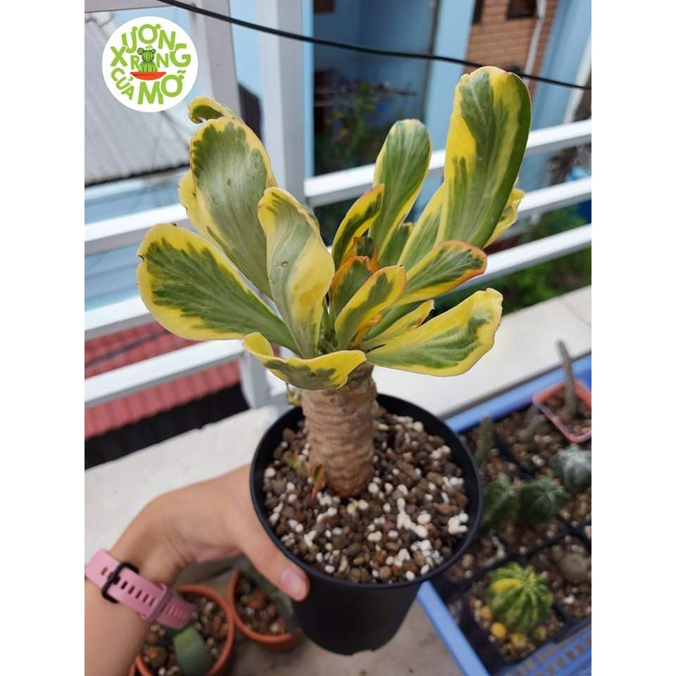 Xương rồng Euphor vàng (euphorbia poissonii f.variegata)