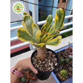 Xương rồng Euphor vàng (euphorbia poissonii f.variegata)