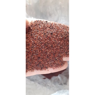50 gram hạt giống bạch đàn đỏ