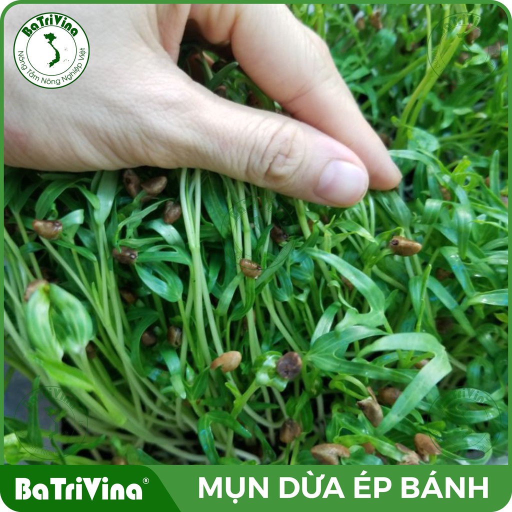 Block 4 viên Mụn Dừa nguyên chất trồng cây, rau mầm (Mỗi viên cho 5 dm3 khối giả thể - khoảng 3 đến 5 kg)