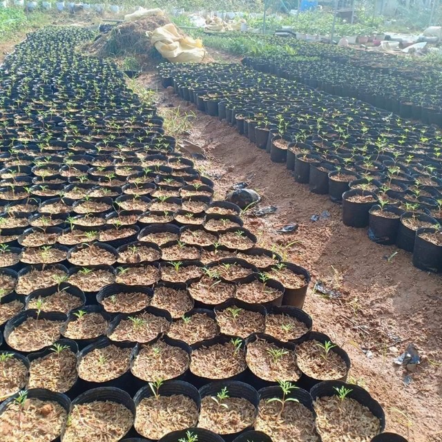 Túi bầu ươm cây 01 chậu kích thước 12x10